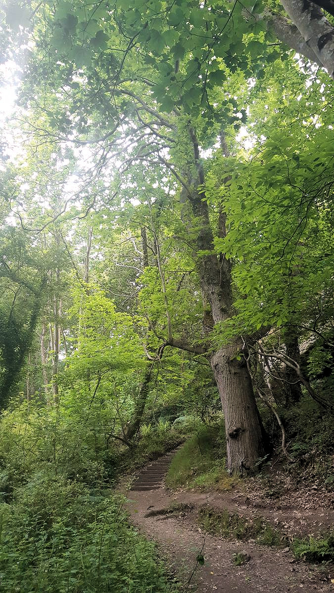Bel arbre
